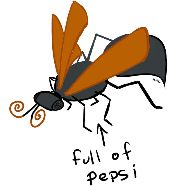 21122 tarantula hawk wasp close up