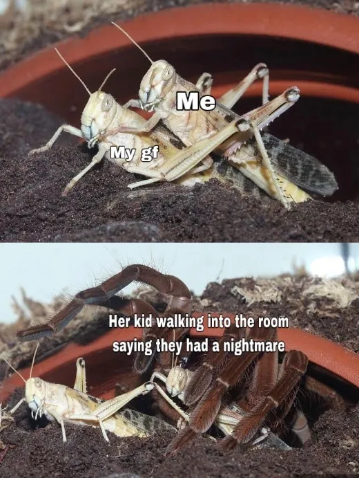 21122 tarantula hawk wasp identification