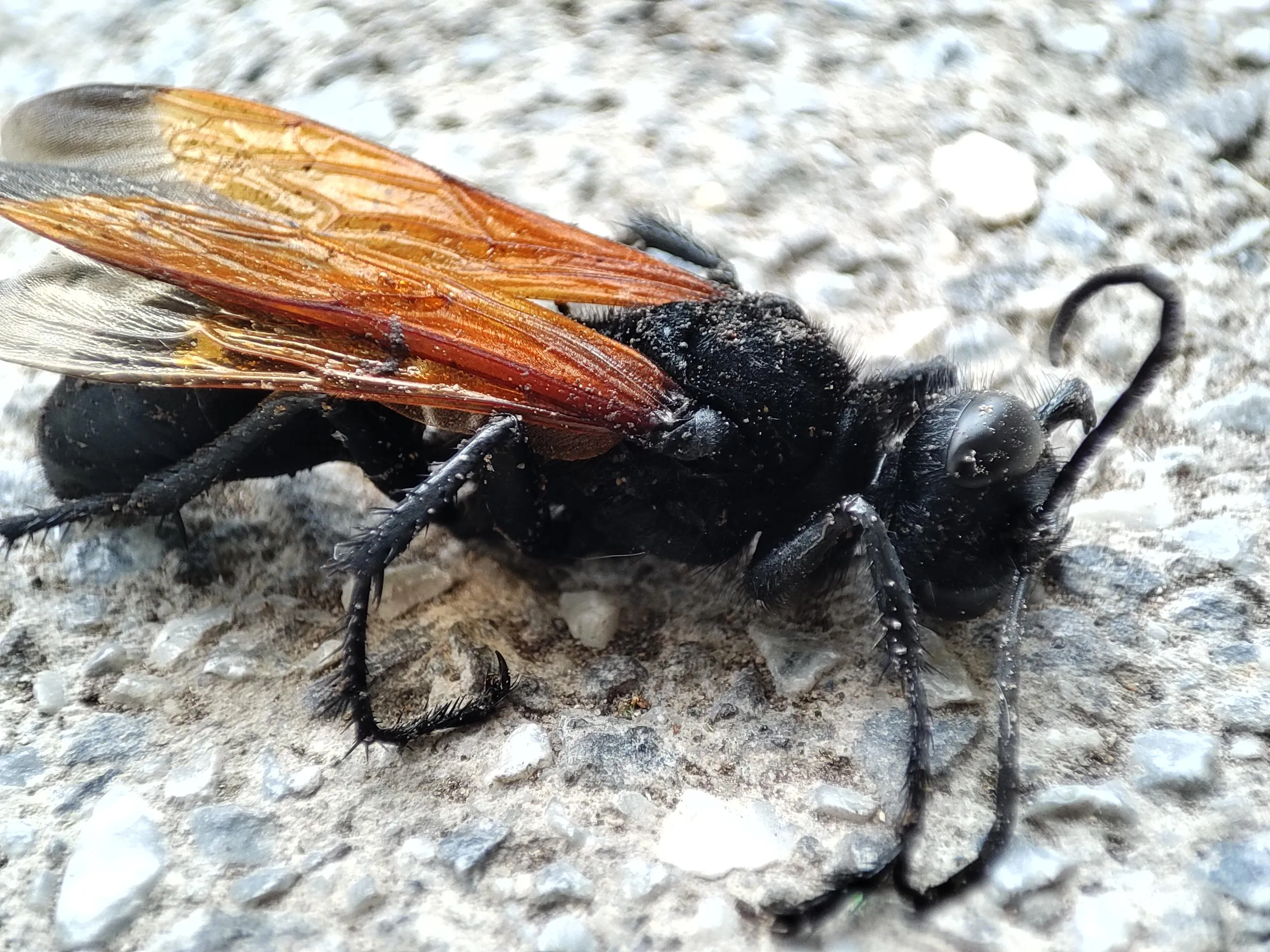 21122 tarantula hawk wasp meme