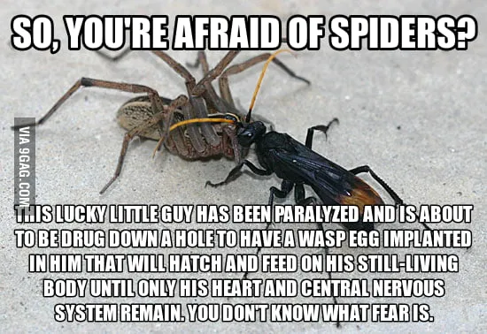 21122 tarantula hawk wasp sting symptoms