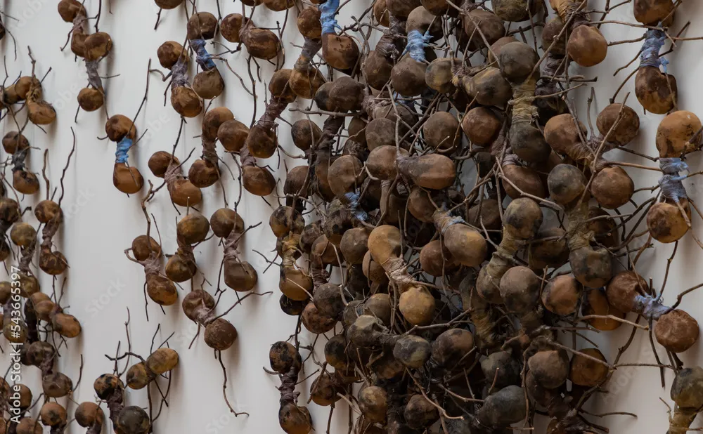 21123 ant attacking tarantula