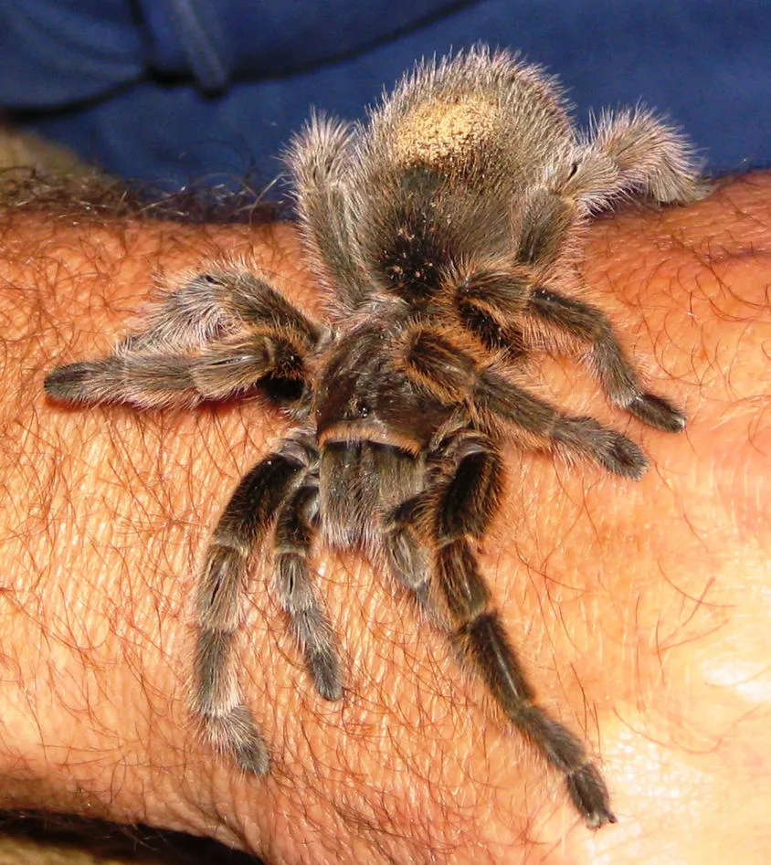 /img/21125-tarantula-species.webp