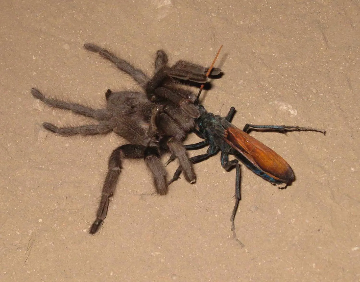 21126 tarantula hawk nest