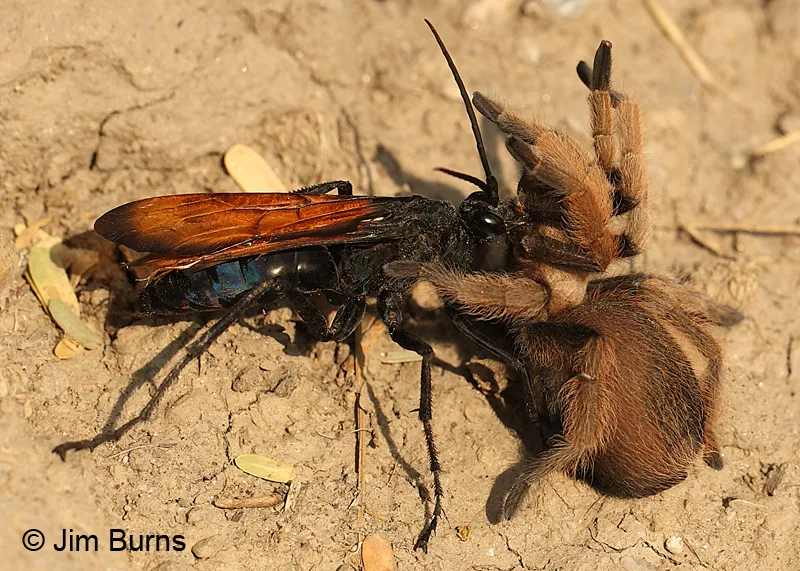 /img/21126-tarantula-hawk-scorpion.webp