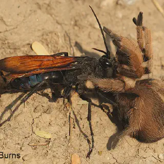 /img/21126-tarantula-hawk-scorpion.webp