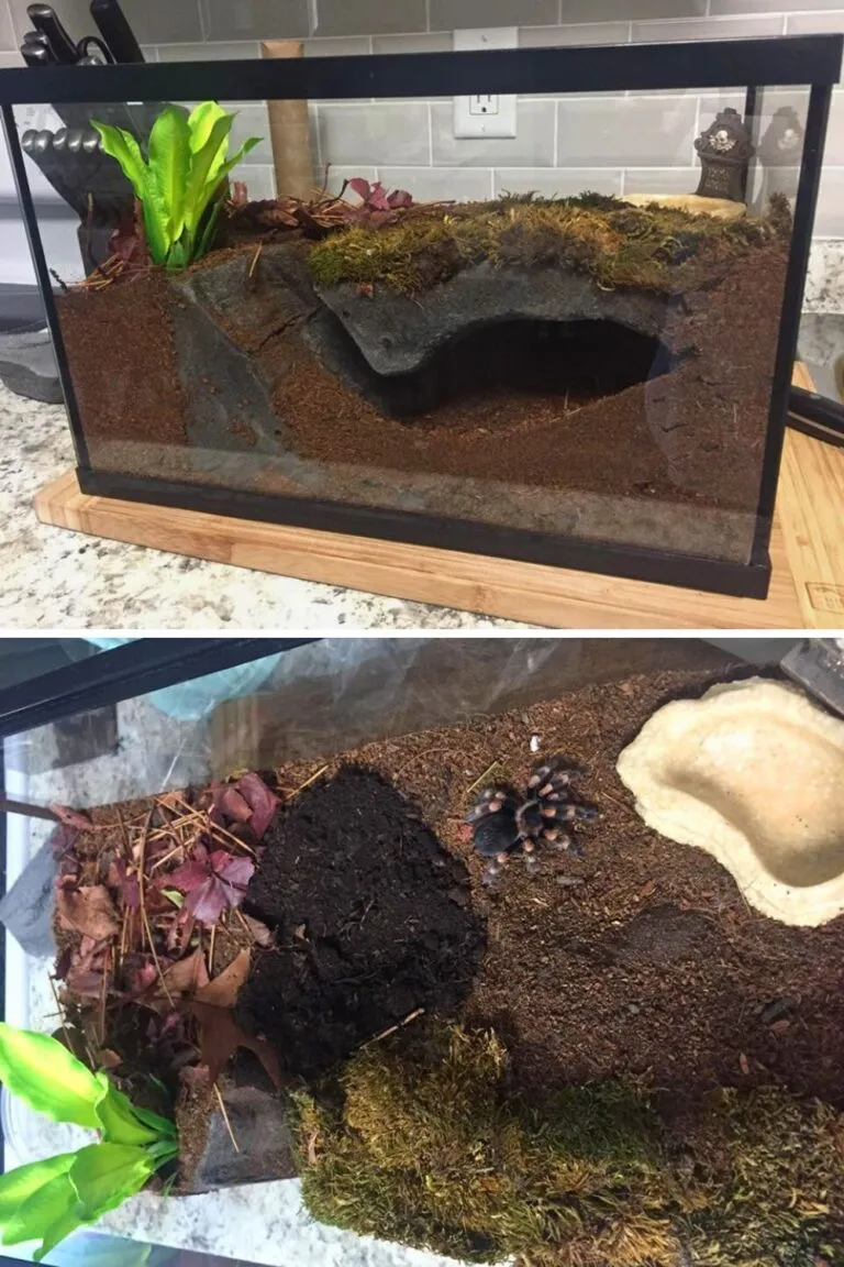 21127 tarantula enclosure 2