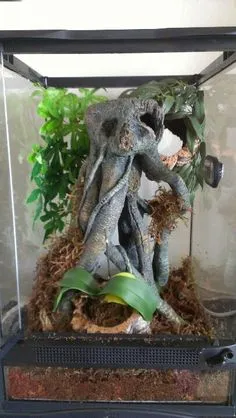 /img/21127-tarantula-enclosure-3.webp