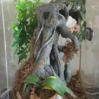 /img/21127-tarantula-enclosure-3.webp
