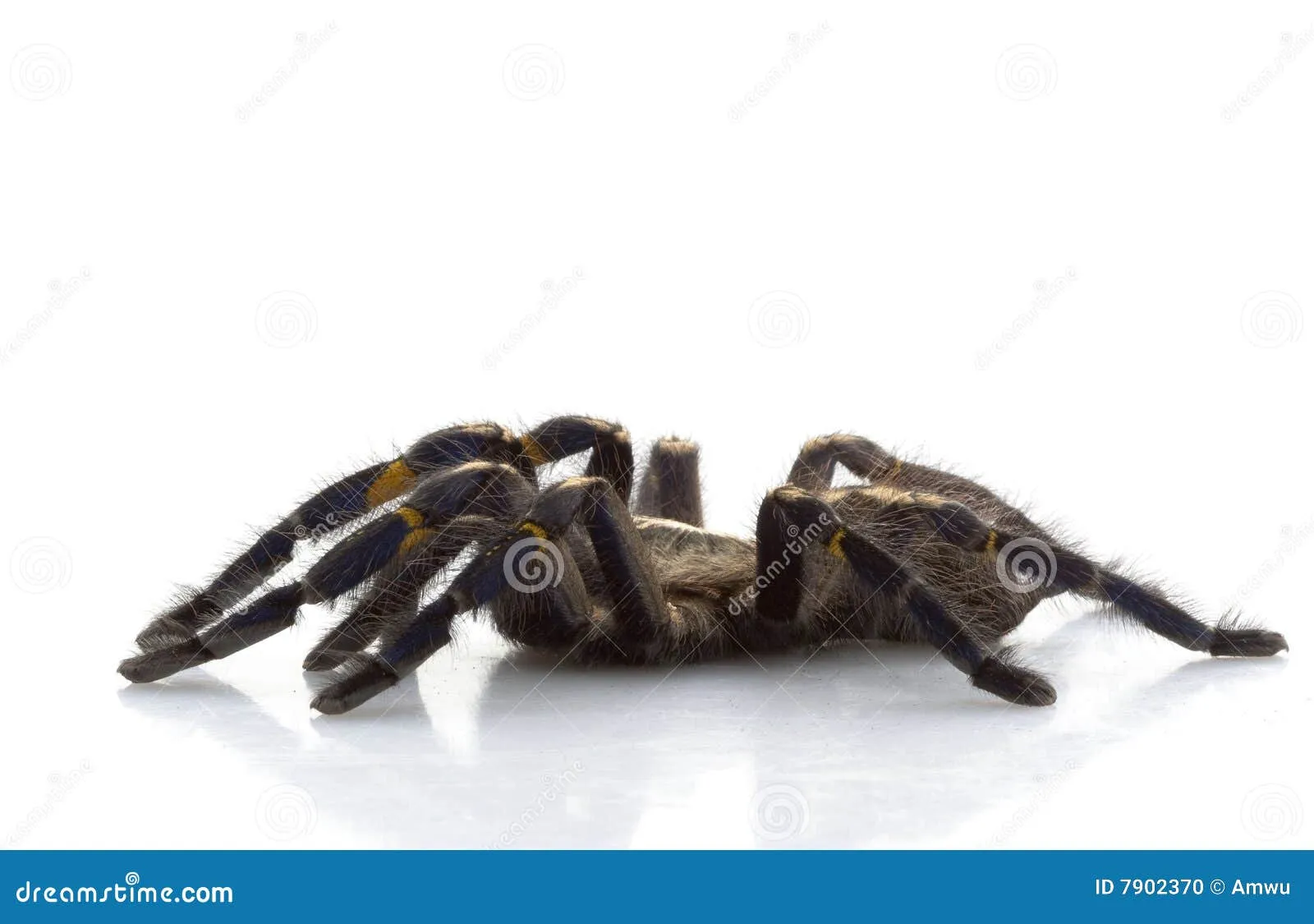 21128 sapphire ornamental tarantula enclosure