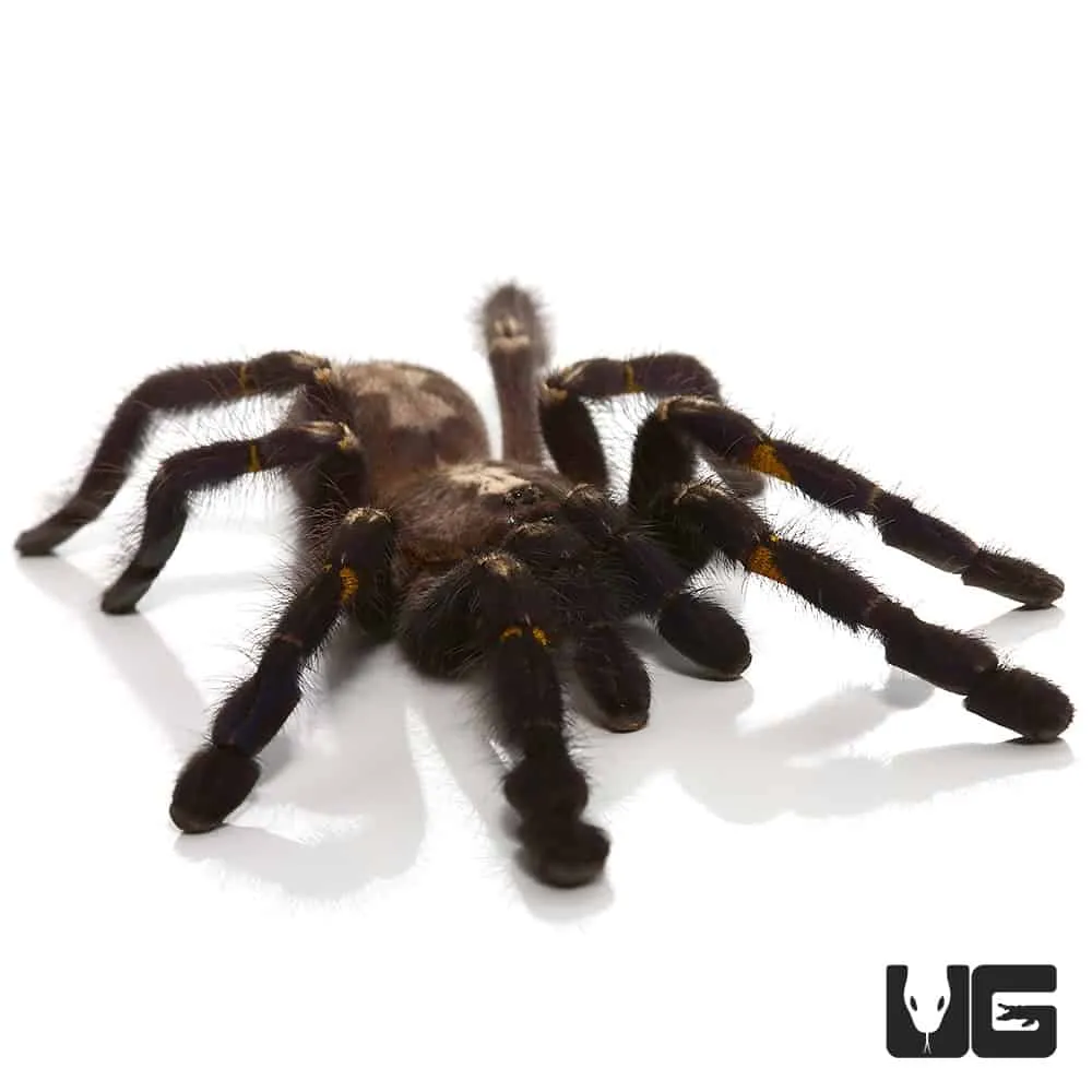 21128 sapphire ornamental tarantula feeding