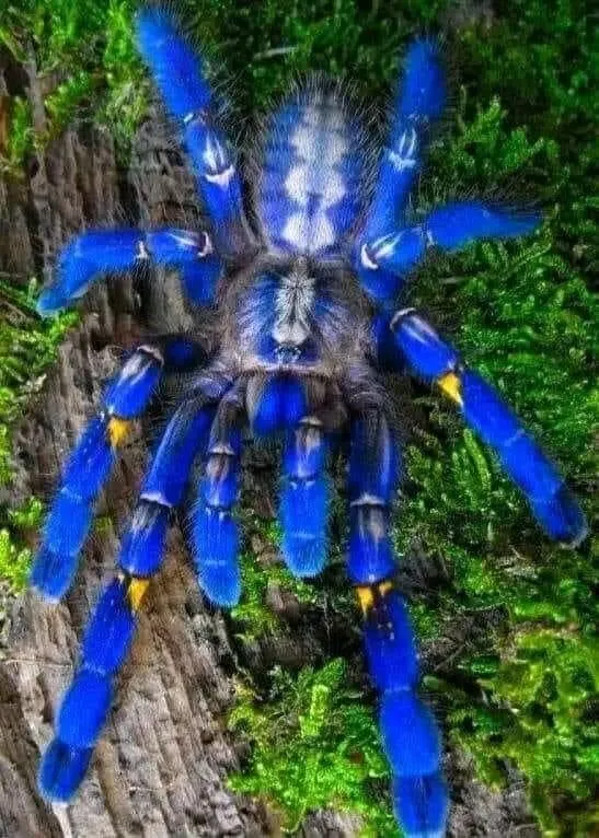 21128 sapphire ornamental tarantula habitat