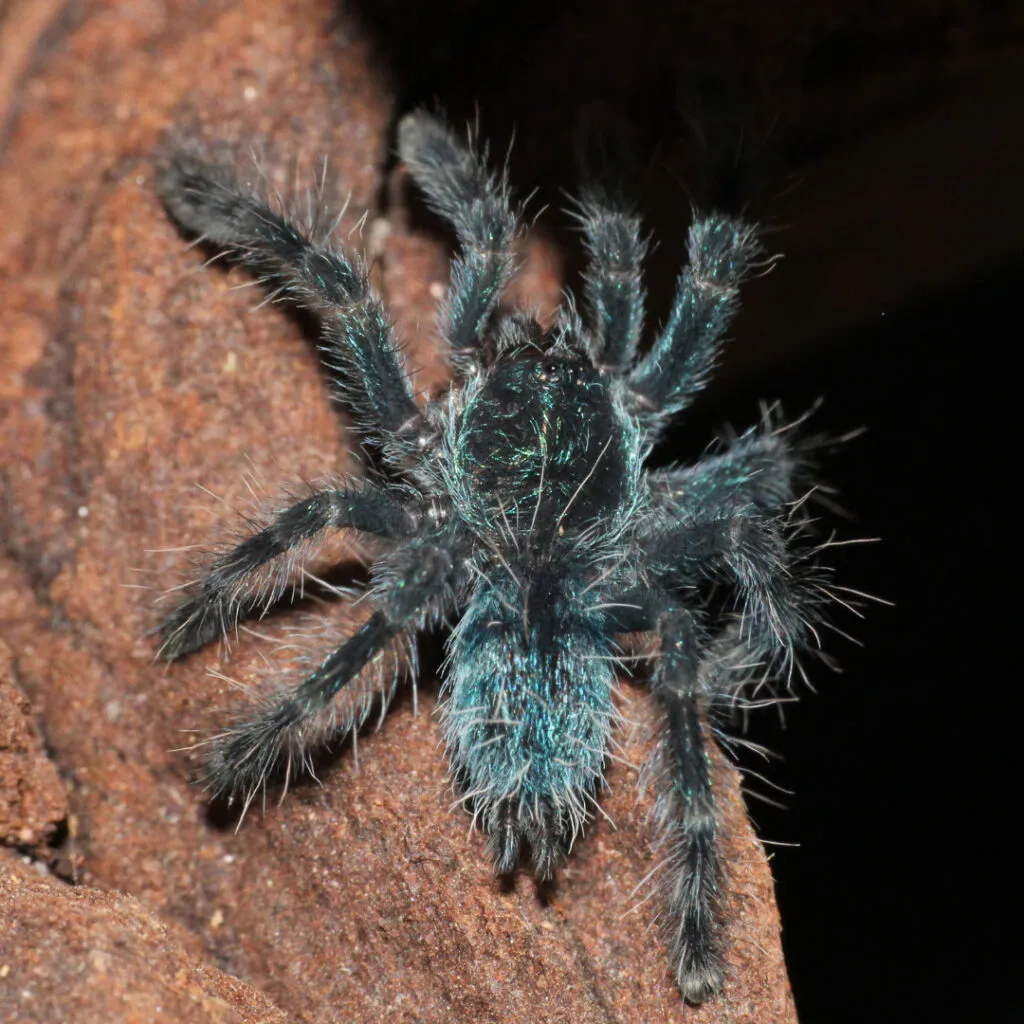 21128 sapphire ornamental tarantula molting
