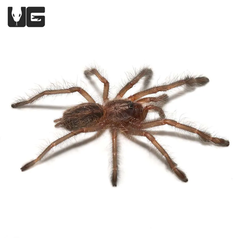 /img/21128-sapphire-ornamental-tarantula-venom.webp