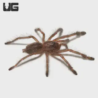 /img/21128-sapphire-ornamental-tarantula-venom.webp