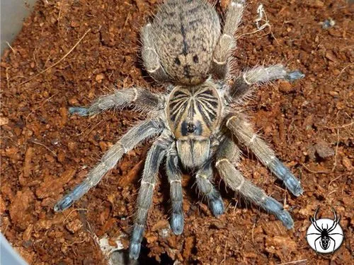 21129 chaco golden knee tarantula