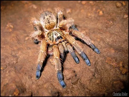 21129 mexican red knee tarantula