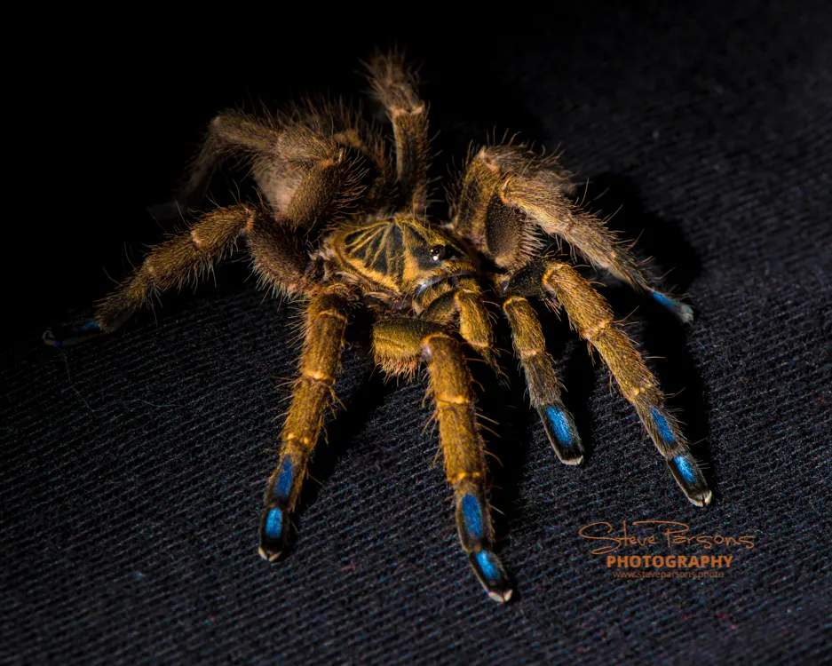 21129 tarantula enclosure