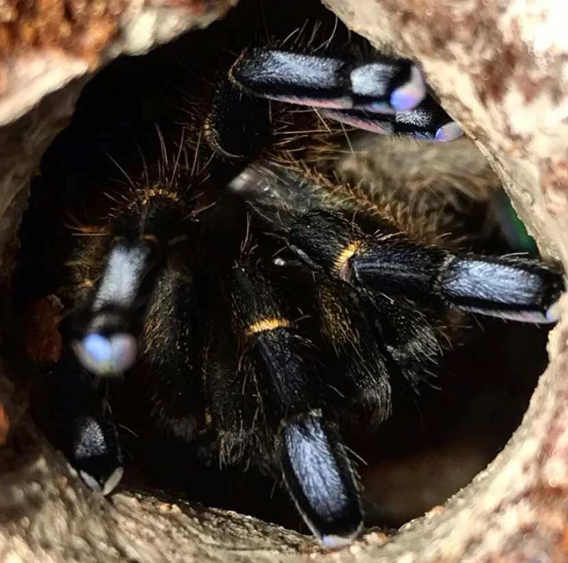 21129 tarantula feeding