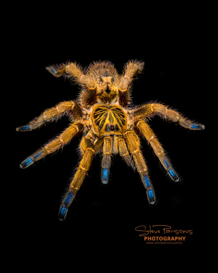 21129 tarantula handling