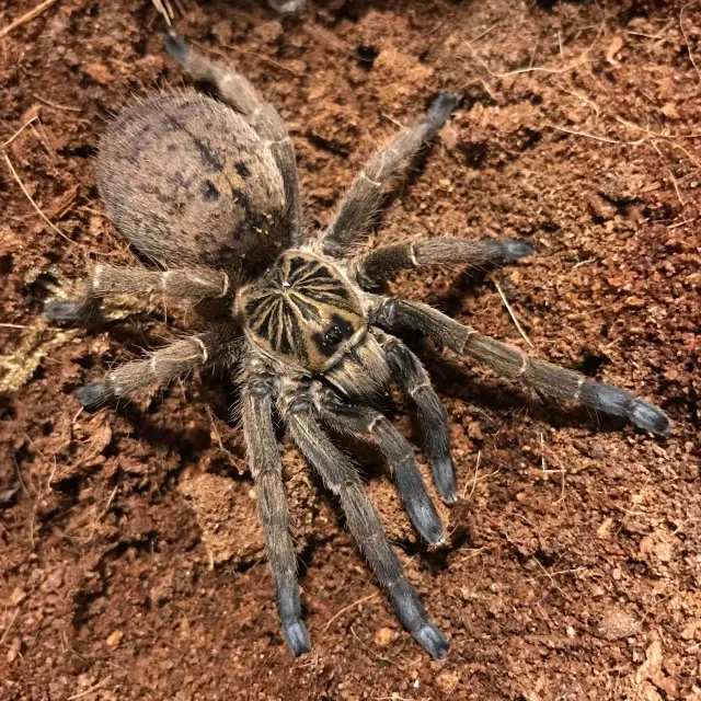 /img/21129-tarantula-humidity.webp