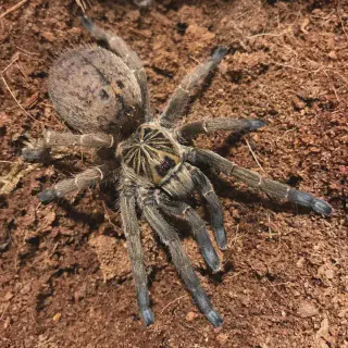 /img/21129-tarantula-humidity.webp