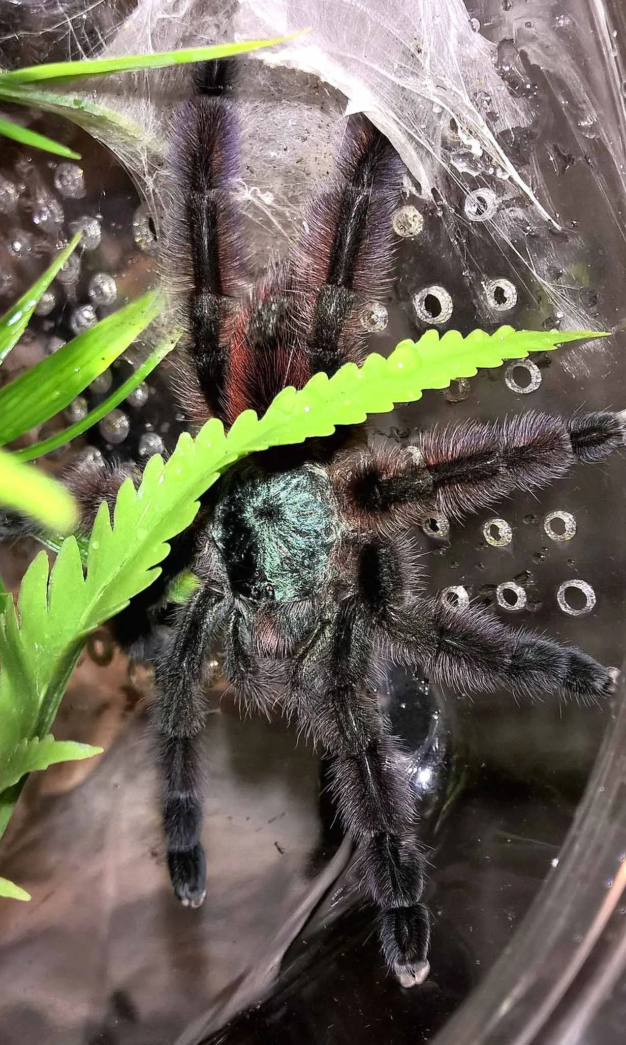 21130 tarantula versuri influence