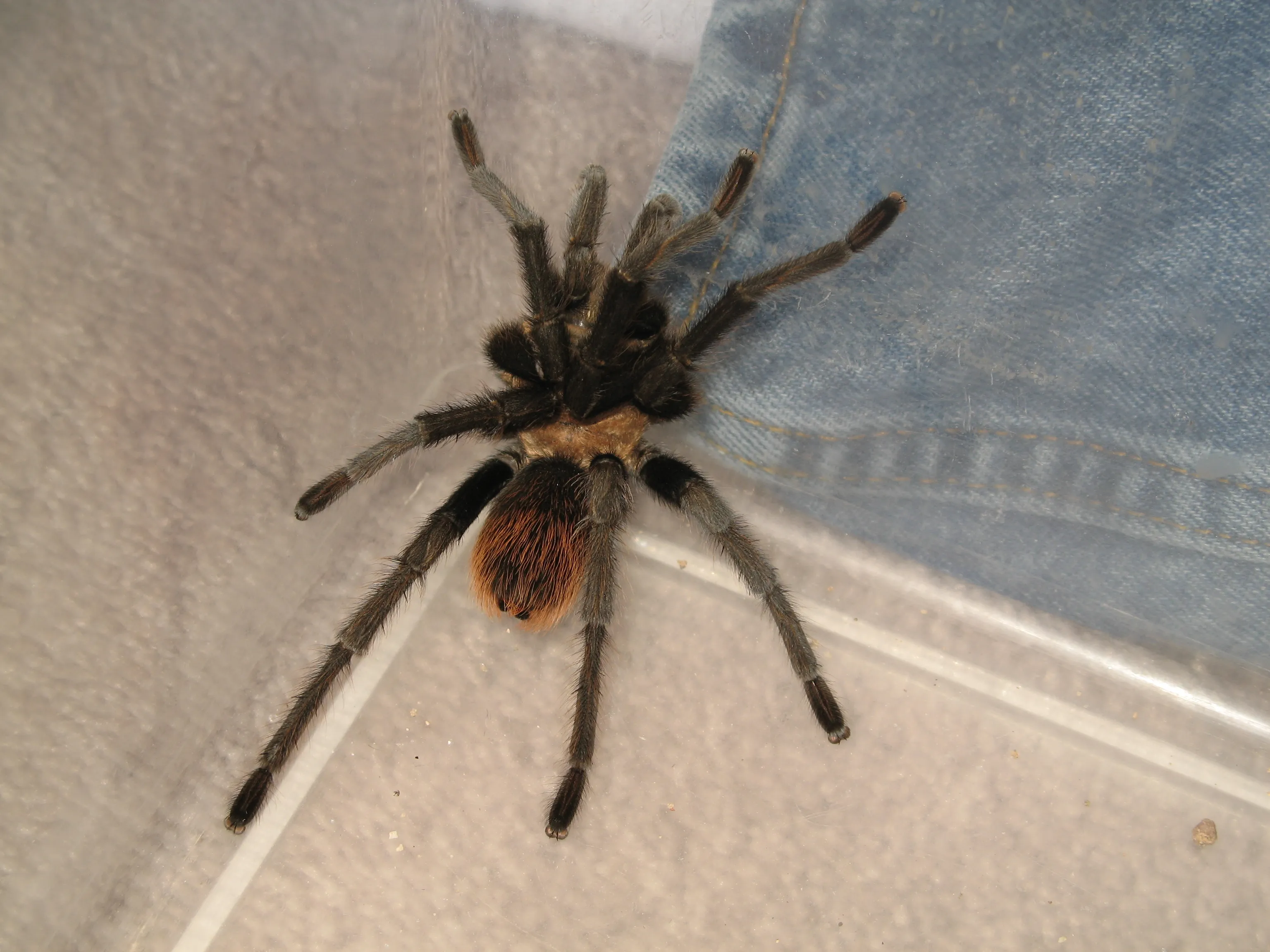 21130 tarantula versuri techniques