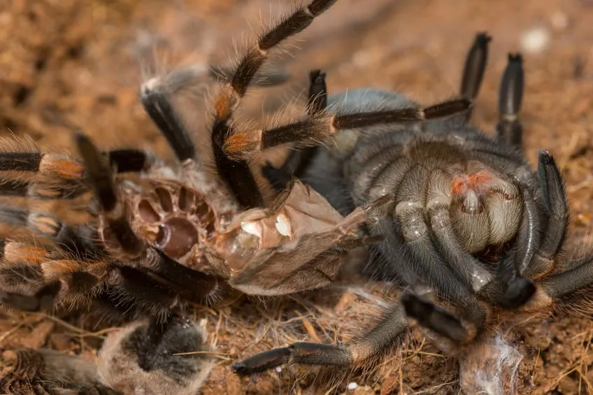 21131 pink toe tarantula molting 4