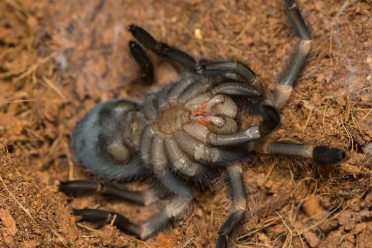 21131 pink toe tarantula molting 5