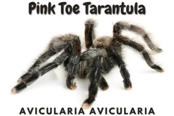 21131 pink toe tarantula molting 6