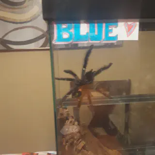 /img/21131-pink-toe-tarantula-molting-8.webp