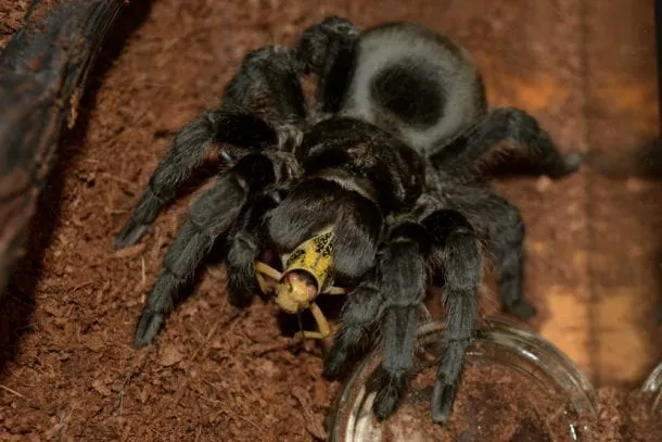 /img/21132-brazilian-black-tarantula-web.webp