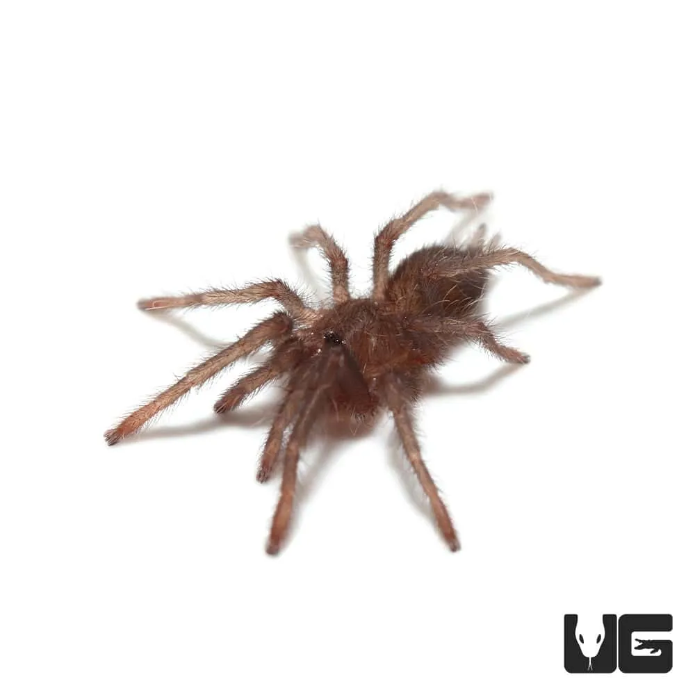 21133 tarantula sling enclosure