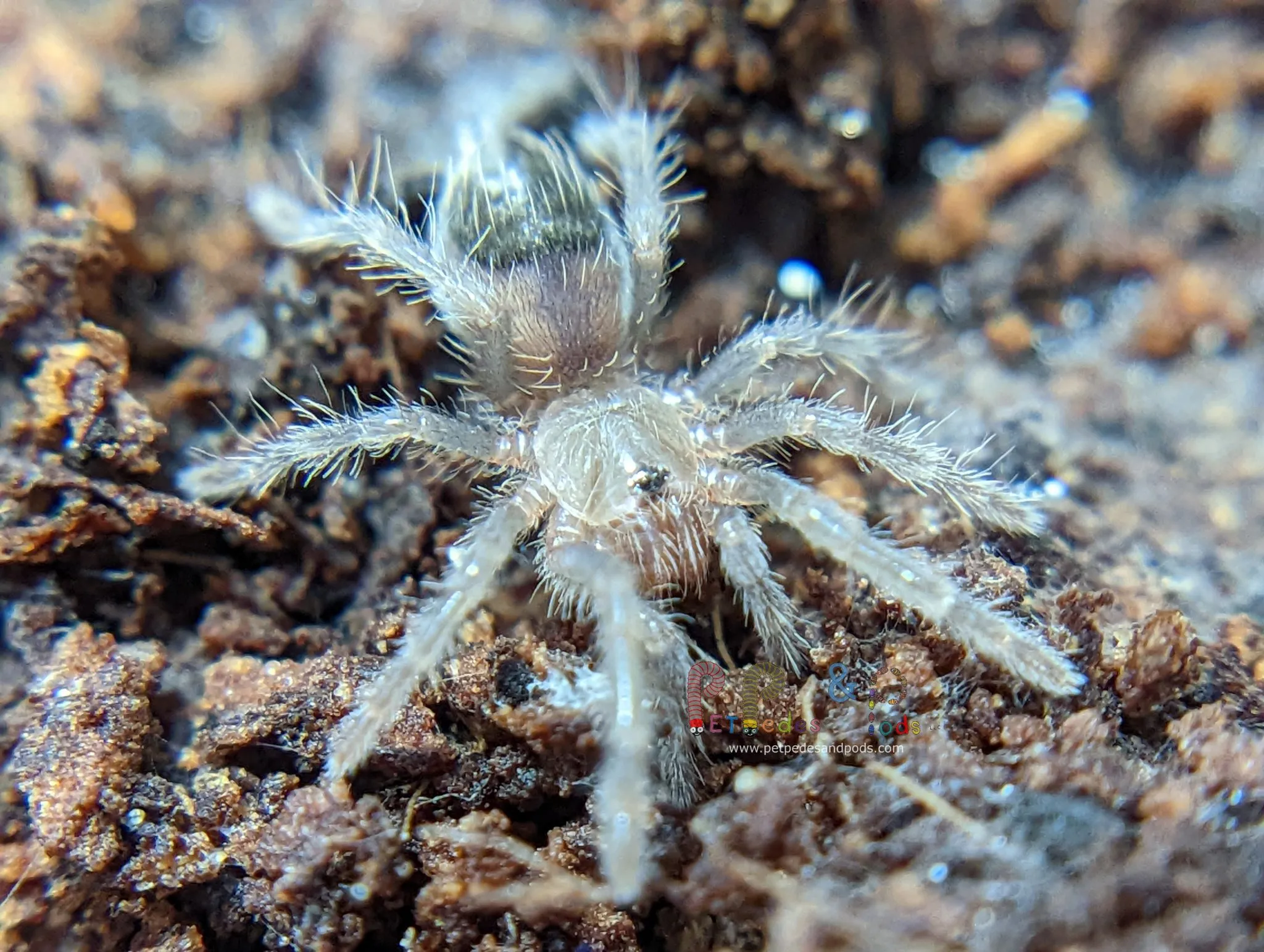 21133 tarantula sling habitat setup