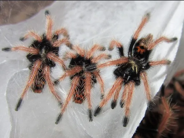 21133 tarantula sling in hand
