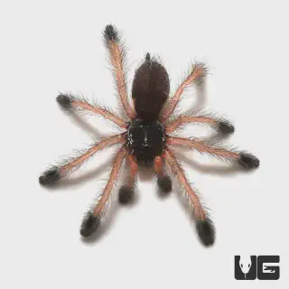 /img/21133-tarantula-sling-seller-reputation.webp