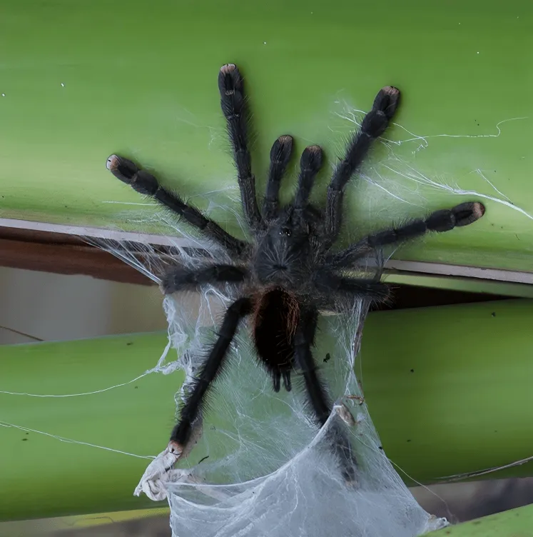 /img/21134-pink-toe-tarantula-climbing.webp