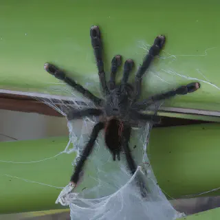 /img/21134-pink-toe-tarantula-climbing.webp