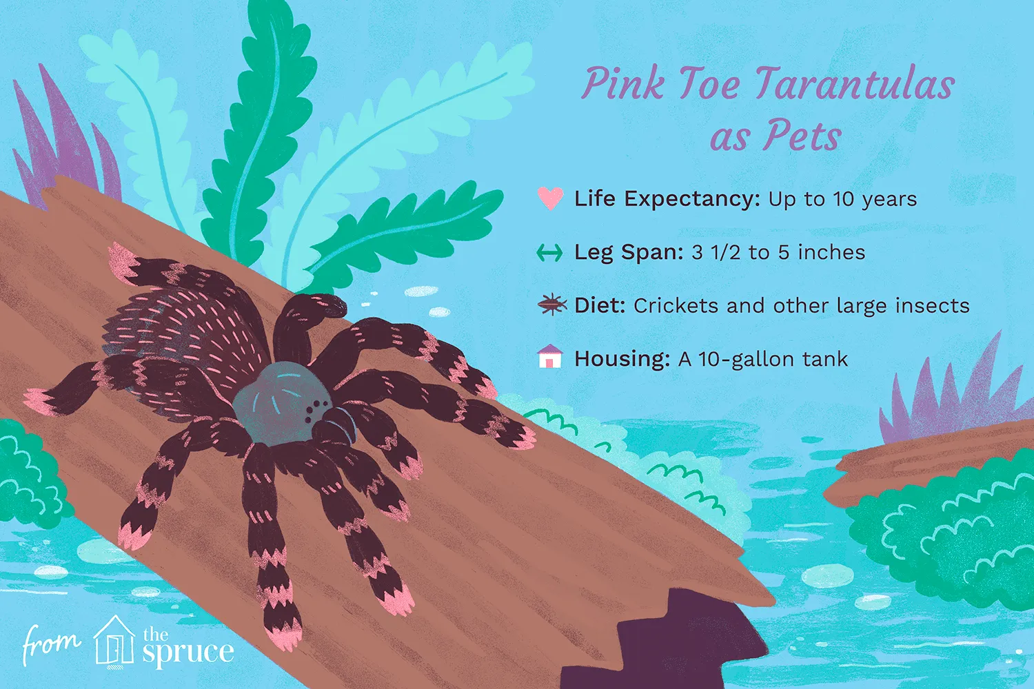21134 pink toe tarantula enclosure