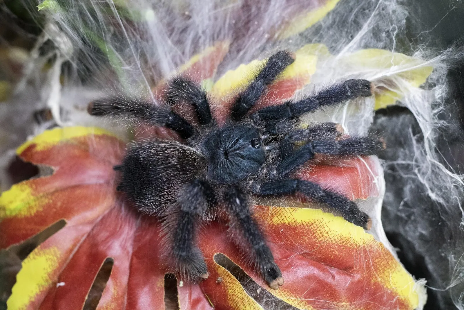 21134 pink toe tarantula feeding