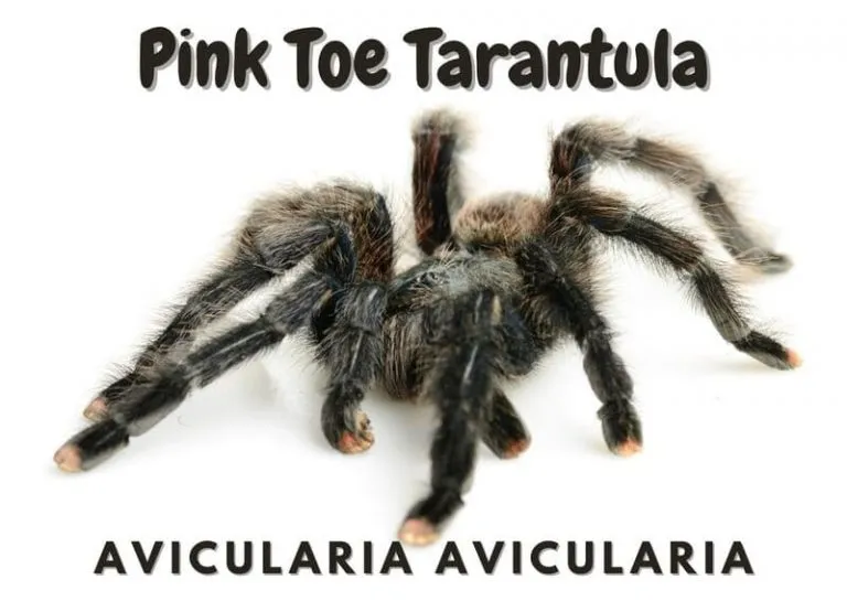 21134 pink toe tarantula habitat