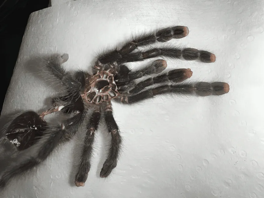 21134 pink toe tarantula handling