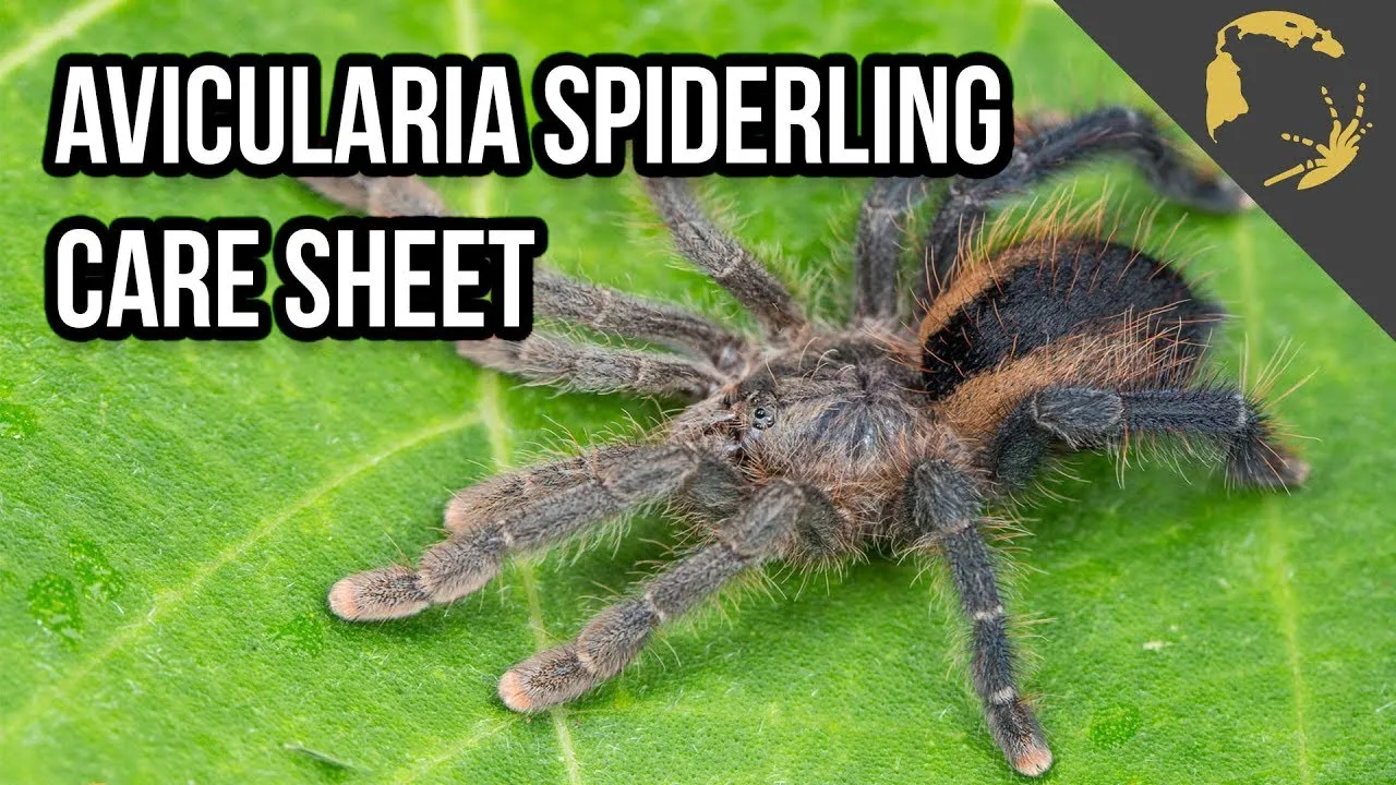 21134 pink toe tarantula water