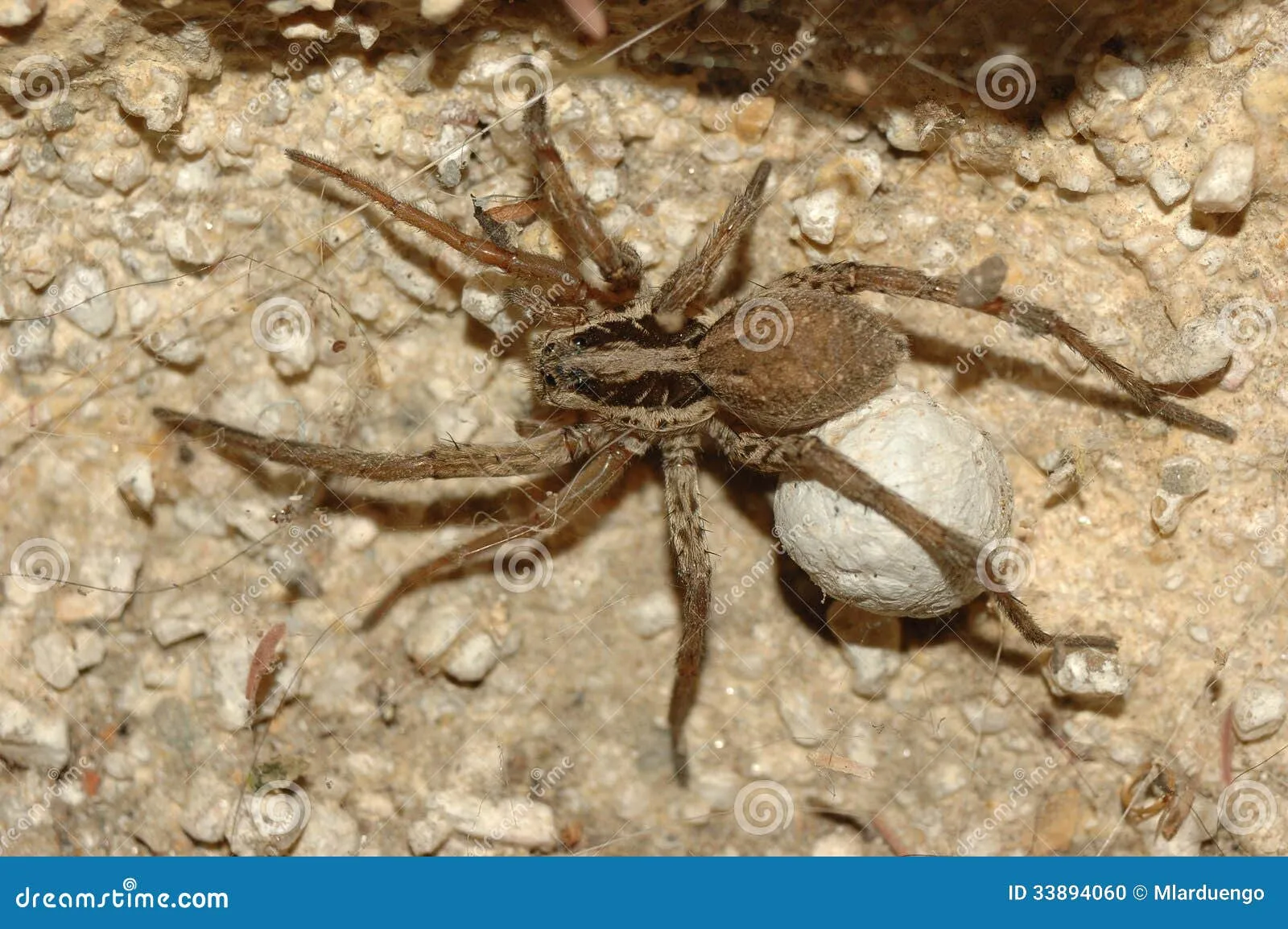 /img/21135-tarantula-habitat.webp