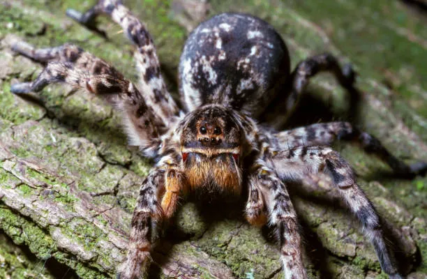 21135 wolf spider appearance
