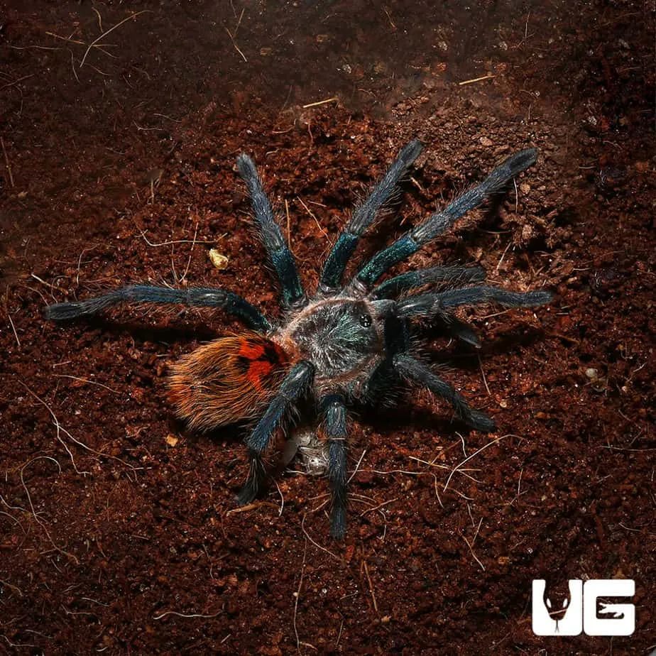 /img/21136-green-bottle-tarantula-enclosure.webp
