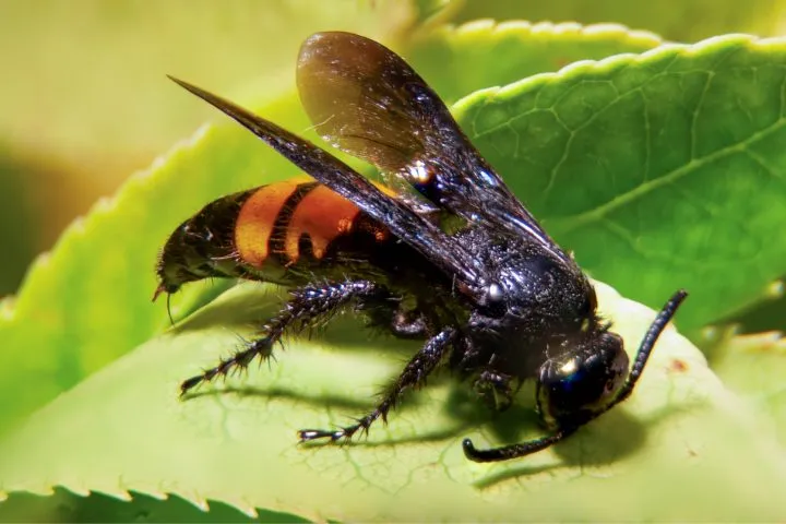 21139 hornet sting