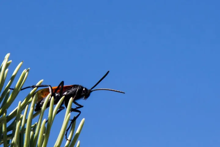 /img/21139-hornet-vs-wasp-habitat.webp