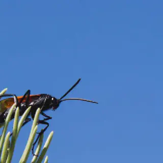 /img/21139-hornet-vs-wasp-habitat.webp