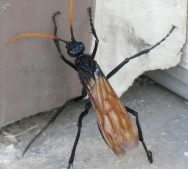 21139 japanese giant hornet